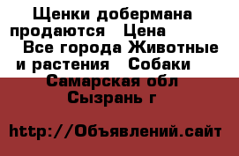Щенки добермана  продаются › Цена ­ 45 000 - Все города Животные и растения » Собаки   . Самарская обл.,Сызрань г.